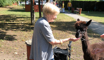 Alpaka mit einer Seniorin in Park der Seniorenresidenz