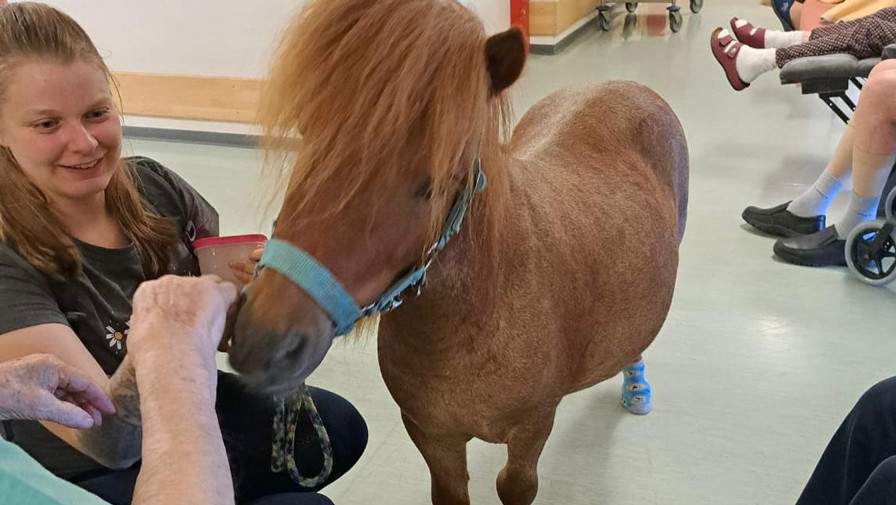 Ponybesuch im ProCurand Pflegestift St.Ulrich in Lam