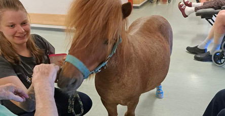 Ponybesuch im ProCurand Pflegestift St.Ulrich in Lam