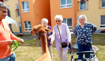 Alpakas zu Besuch beim Sommerfest in der ProCurand Seniorenresidenz Eberswalde