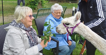 Alpakas zu Besuch in der ProCurand Seniorenresidenz Am Straussee