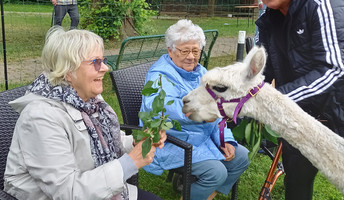 Alpakas zu Besuch in der ProCurand Seniorenresidenz Am Straussee