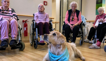 Quinn, der charmante Besuchshund, bringt noch mehr Lächeln in die ProCurand Seniorenresidenz Havelpalais und sorgt für herzliche Momente bei den Bewohner*innen!